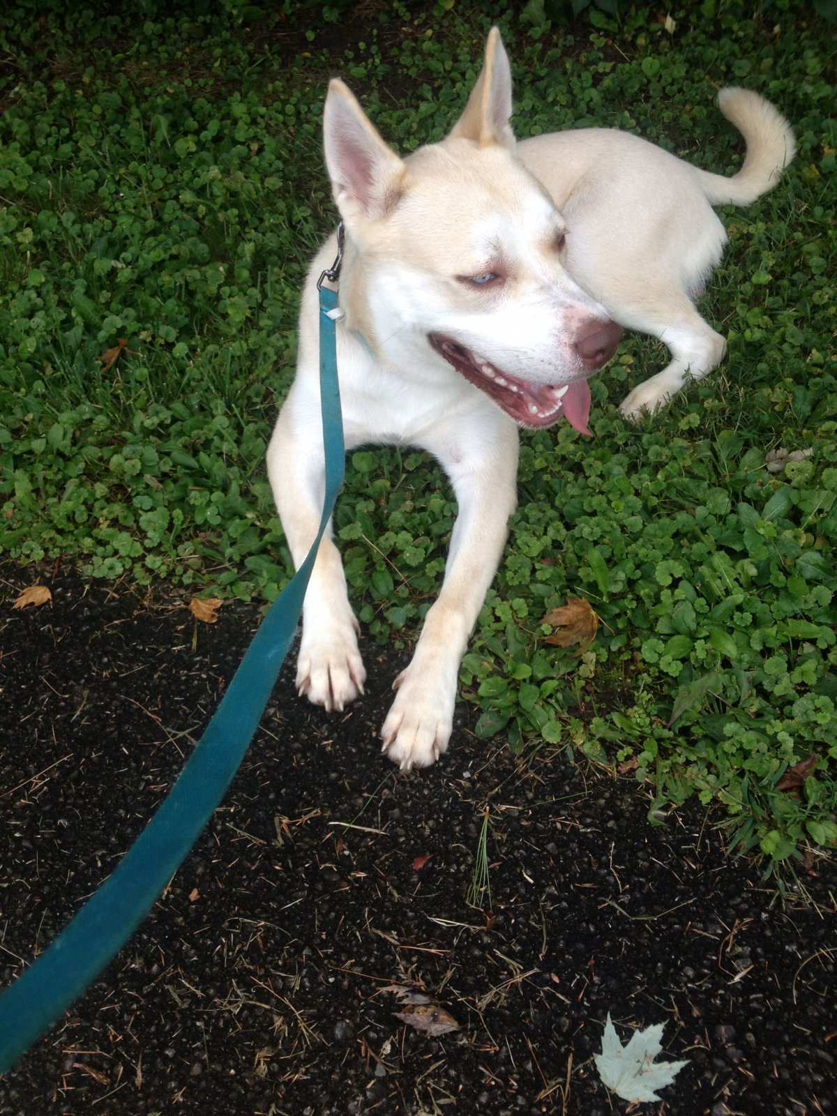 Как выглядит у кутенка хозяйство