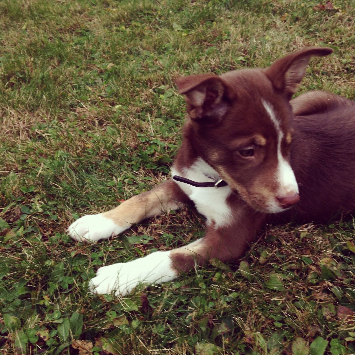 Питбуль и хаски смесь