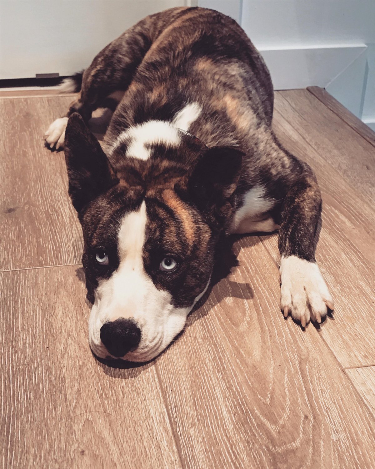 Стаффорд и хаски