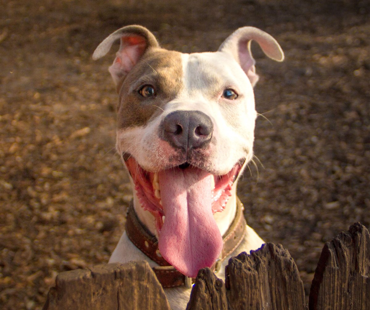 Хаски Джеки