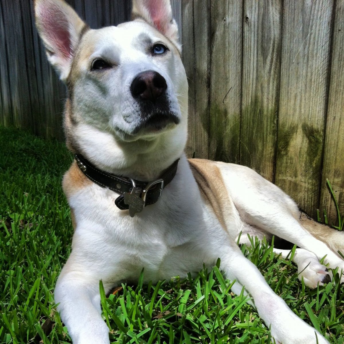 Стафф и хаски помесь