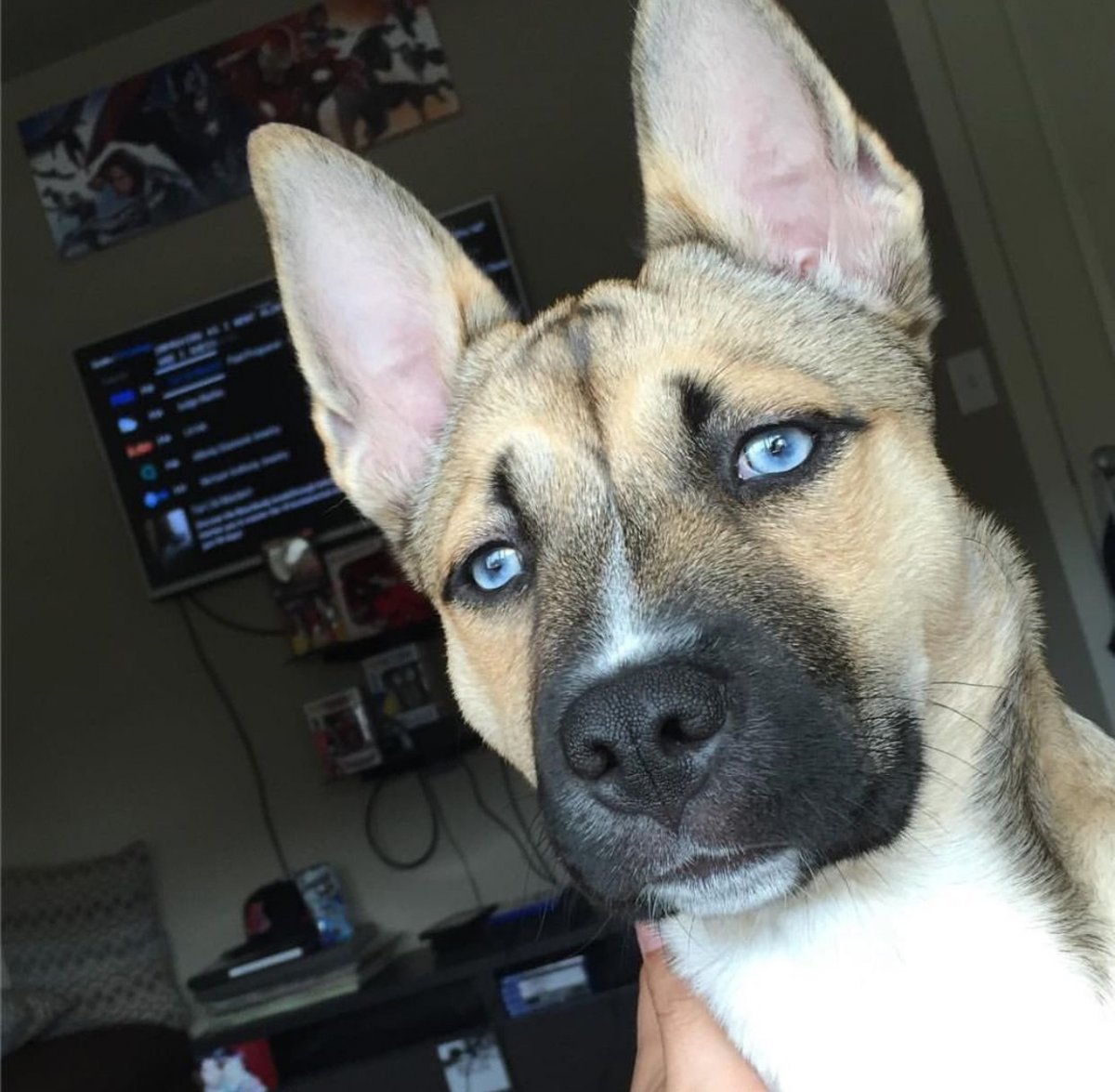 Стафф и хаски помесь