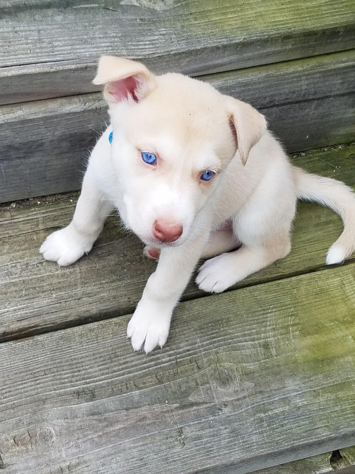 Питбуль и хаски