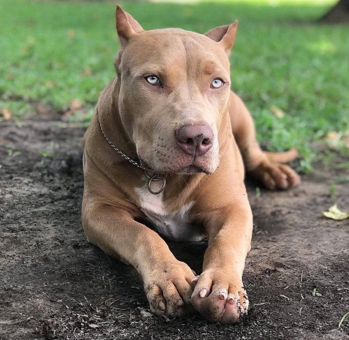 Метис питбуля и алабая