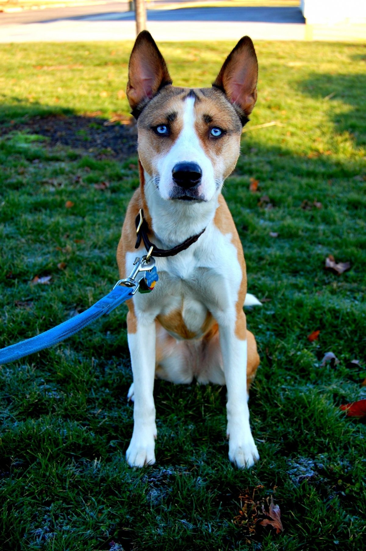 Метис питбуля и хаски