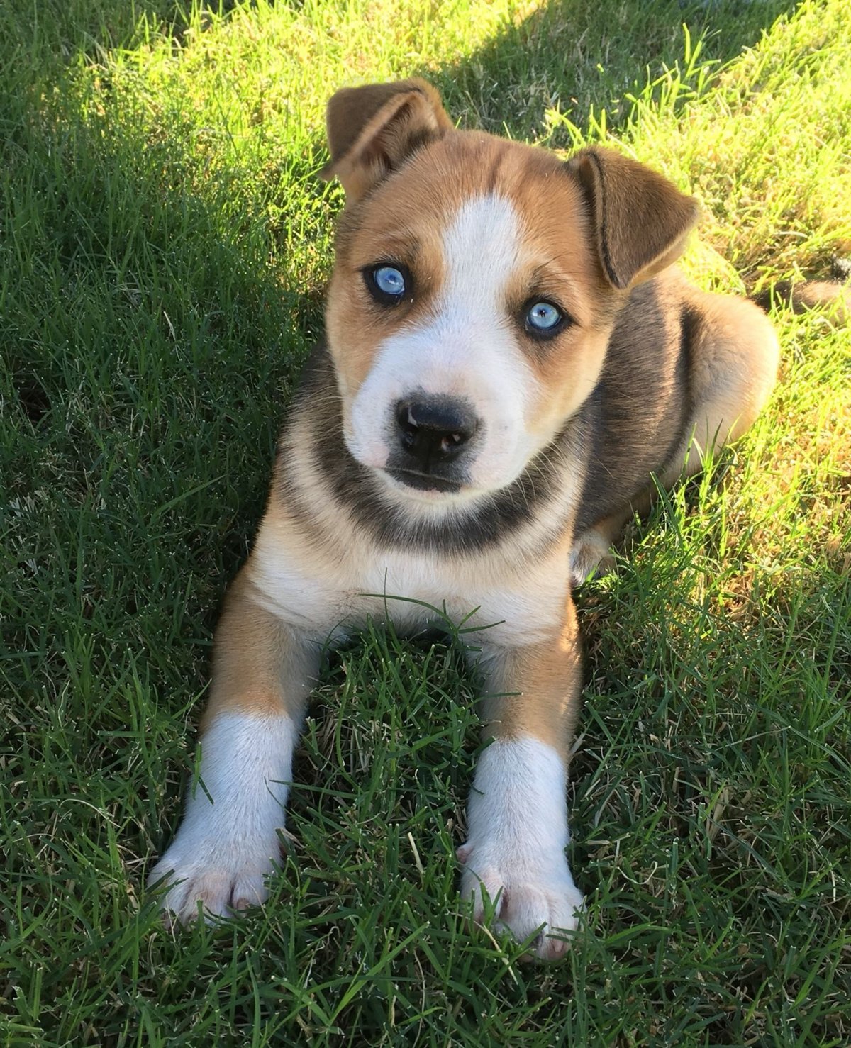 Помесь хаски и питбуля