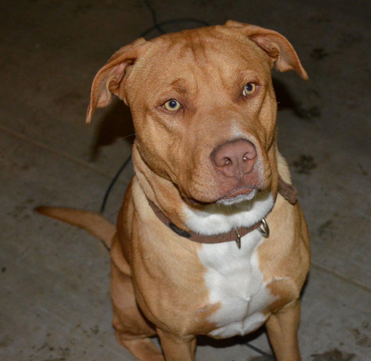 Помесь корги