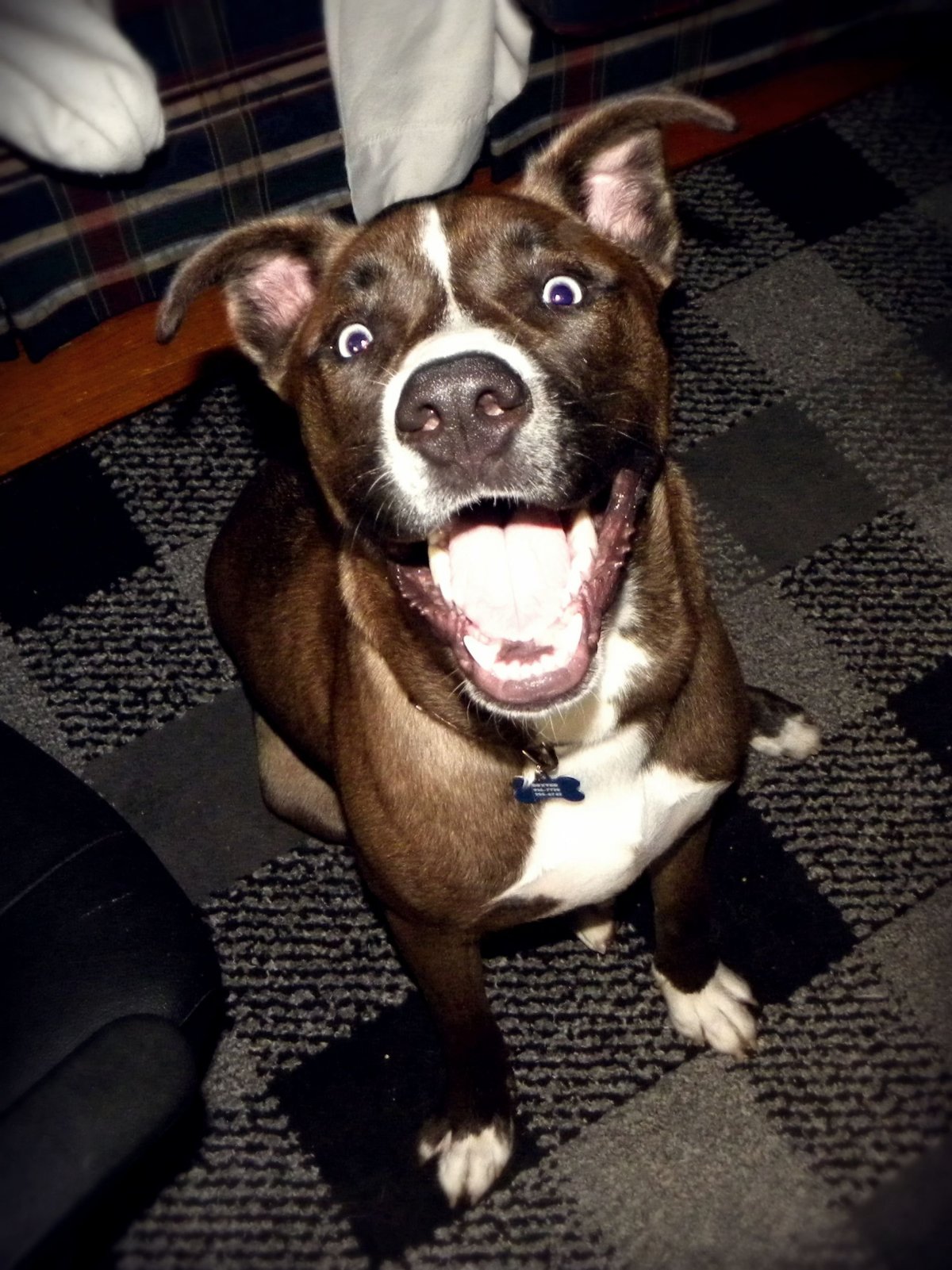 Питбуль и хаски смесь