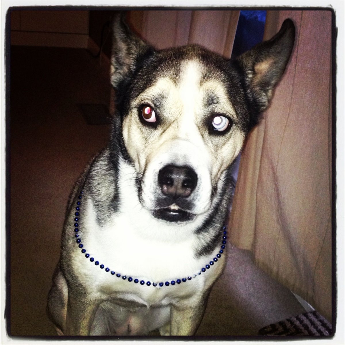 Хаски и бульдог