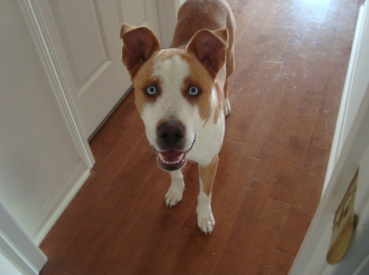 Щенок питбуля и хаски