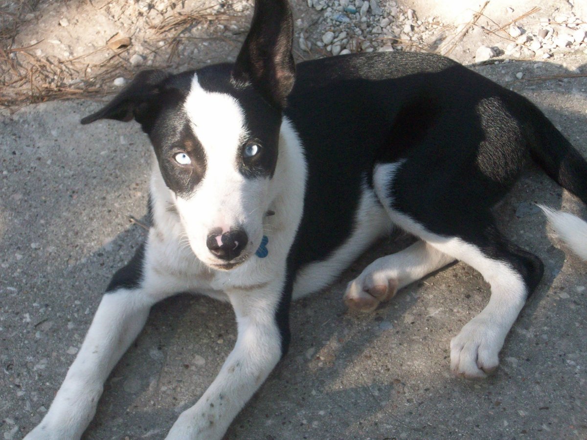 Метис таксы и питбуля