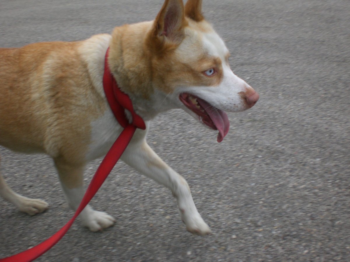 Питбуль и хаски смесь