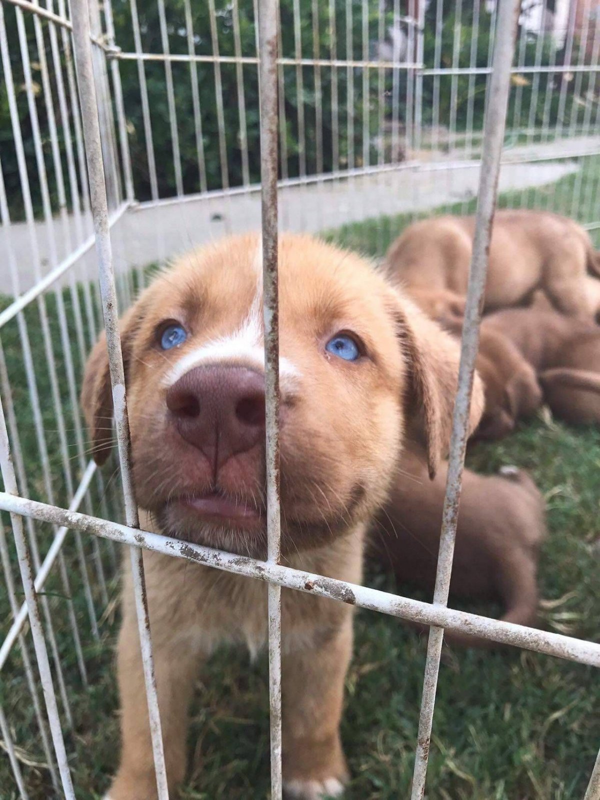 Питбуль и хаски
