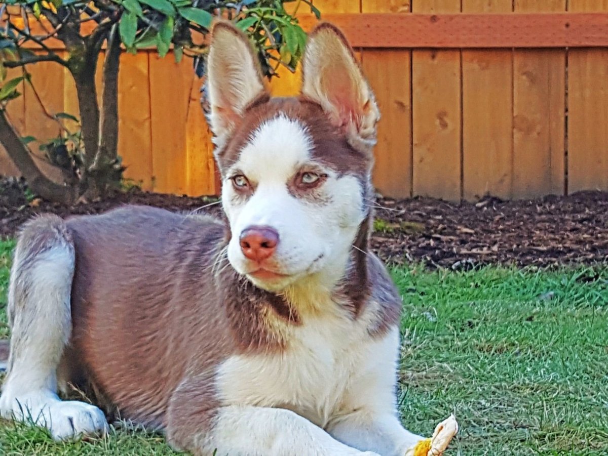 Лайка скрещенная с терьером