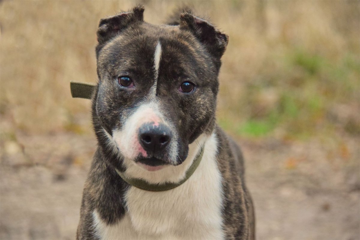 Питбуль метис дворняги