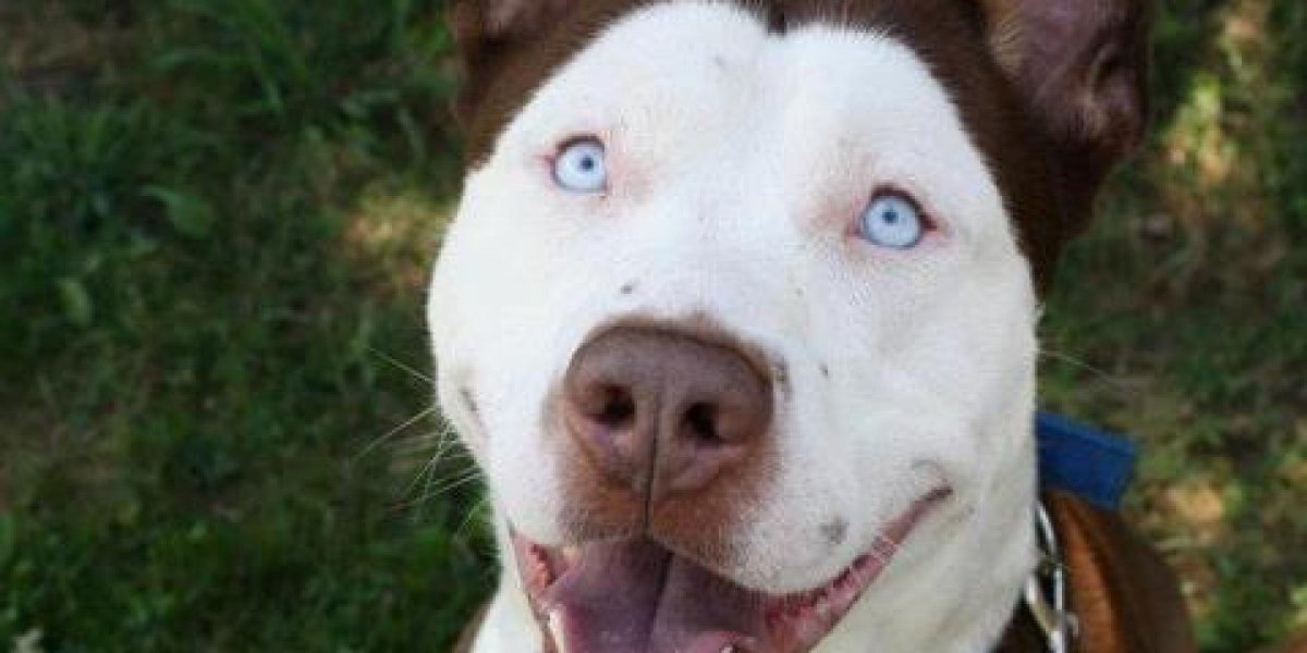 Хаски скрещенная с питбулем