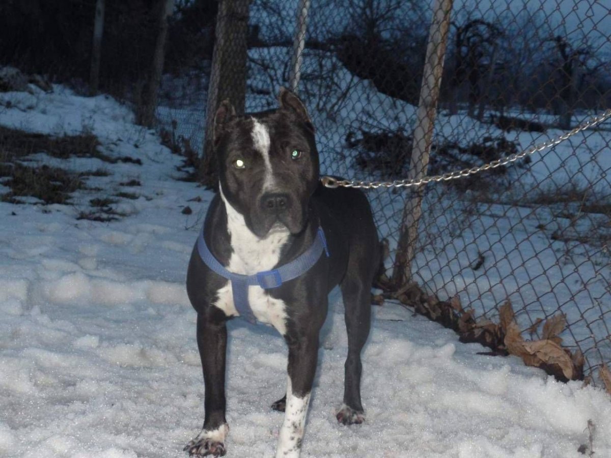 Помесь хаски и дога