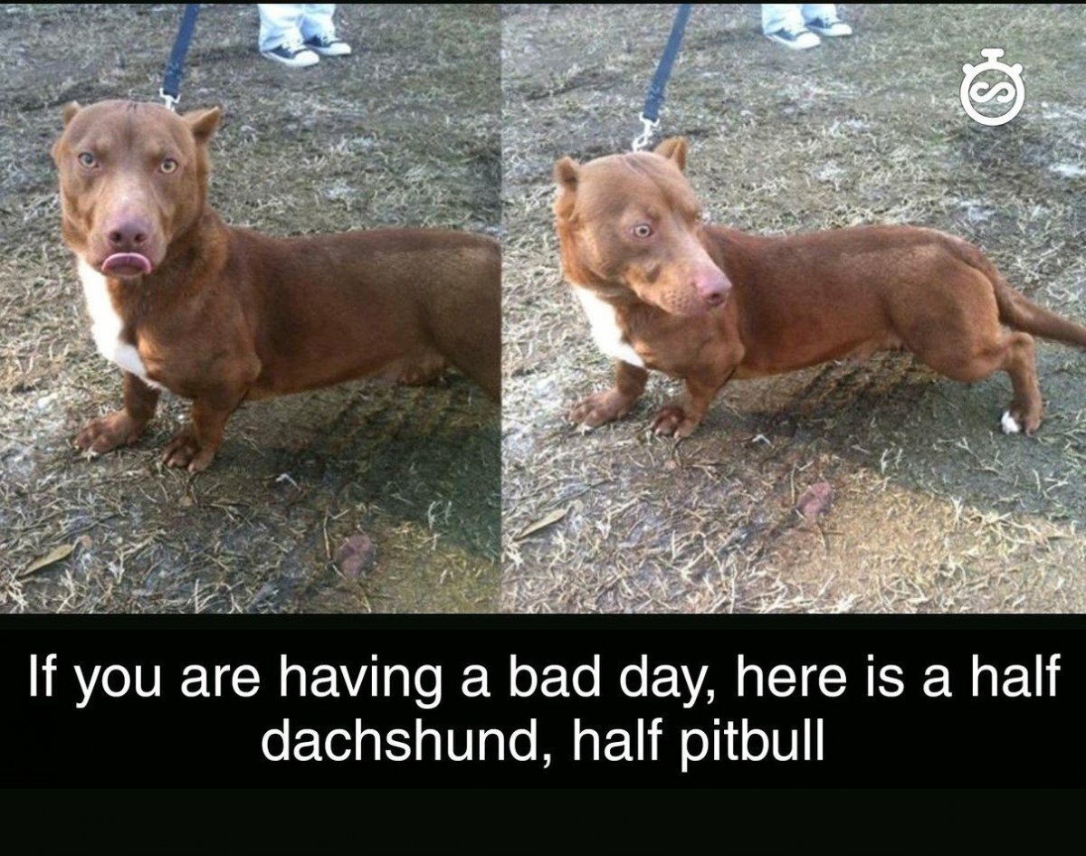 Такса и питбуль метис