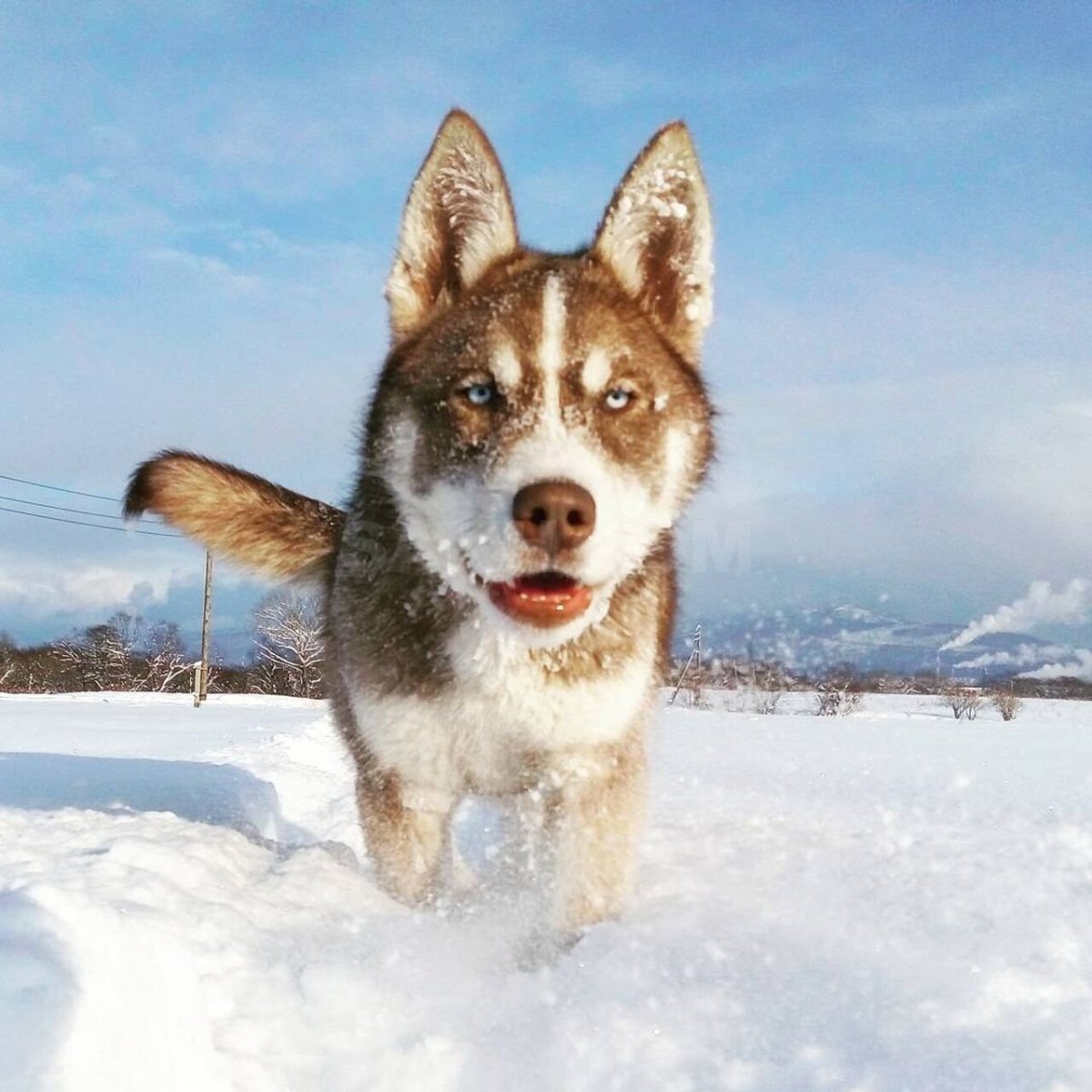 Джек Рассел и лабрадор смесь
