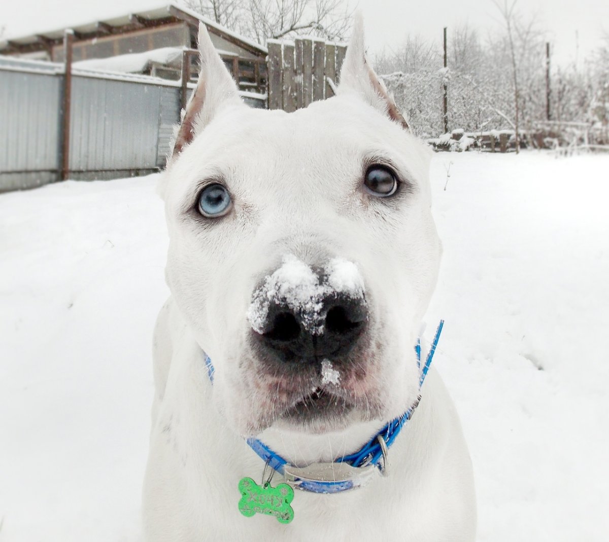 Хаски плюс питбуль