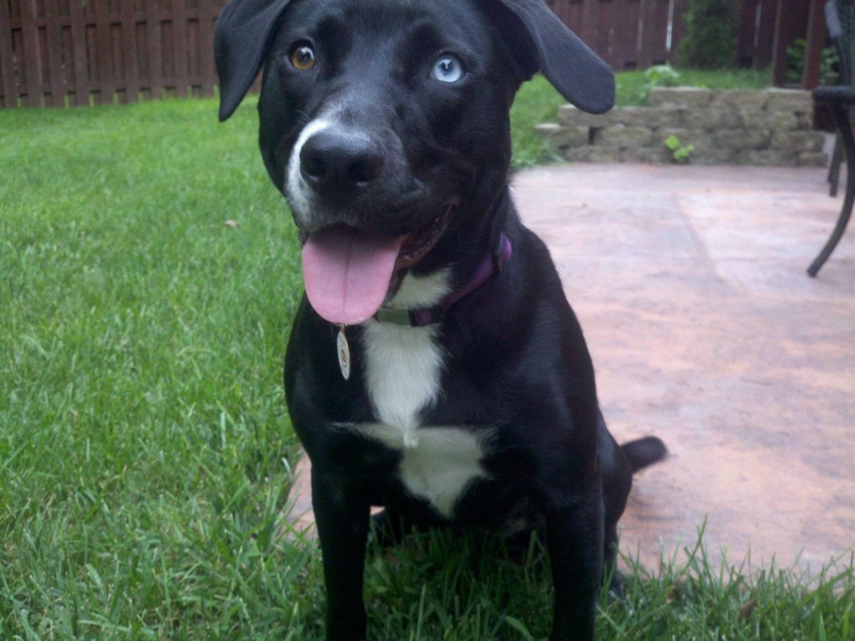 Метис сибирской хаски