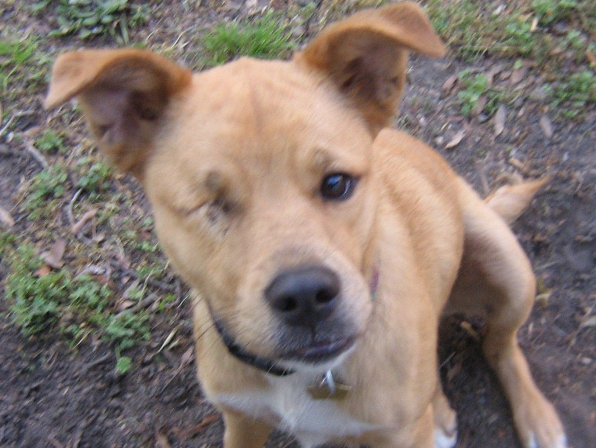 Питбуль и хаски смесь