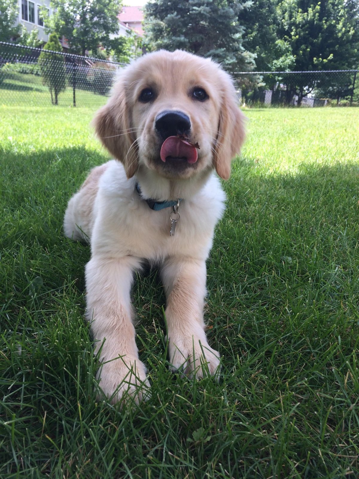 Порода Берти