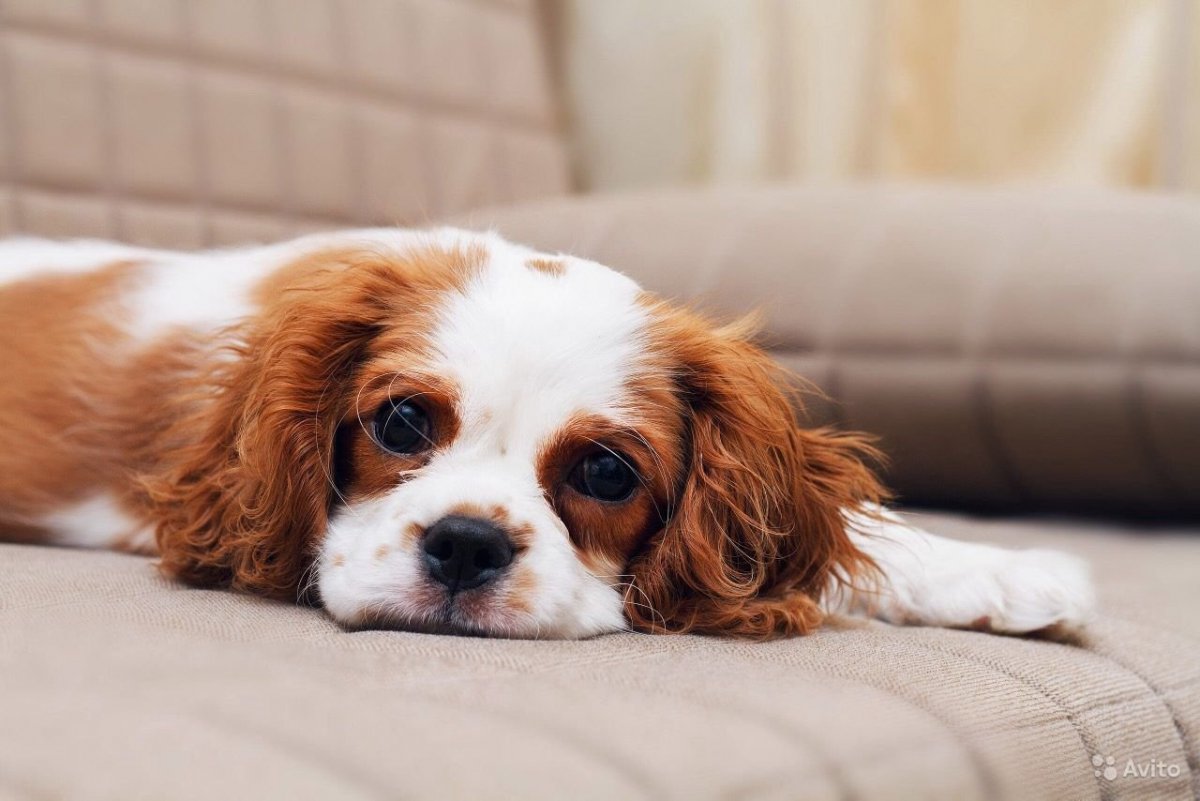 Кавалер Кинк Чанс спаниелб