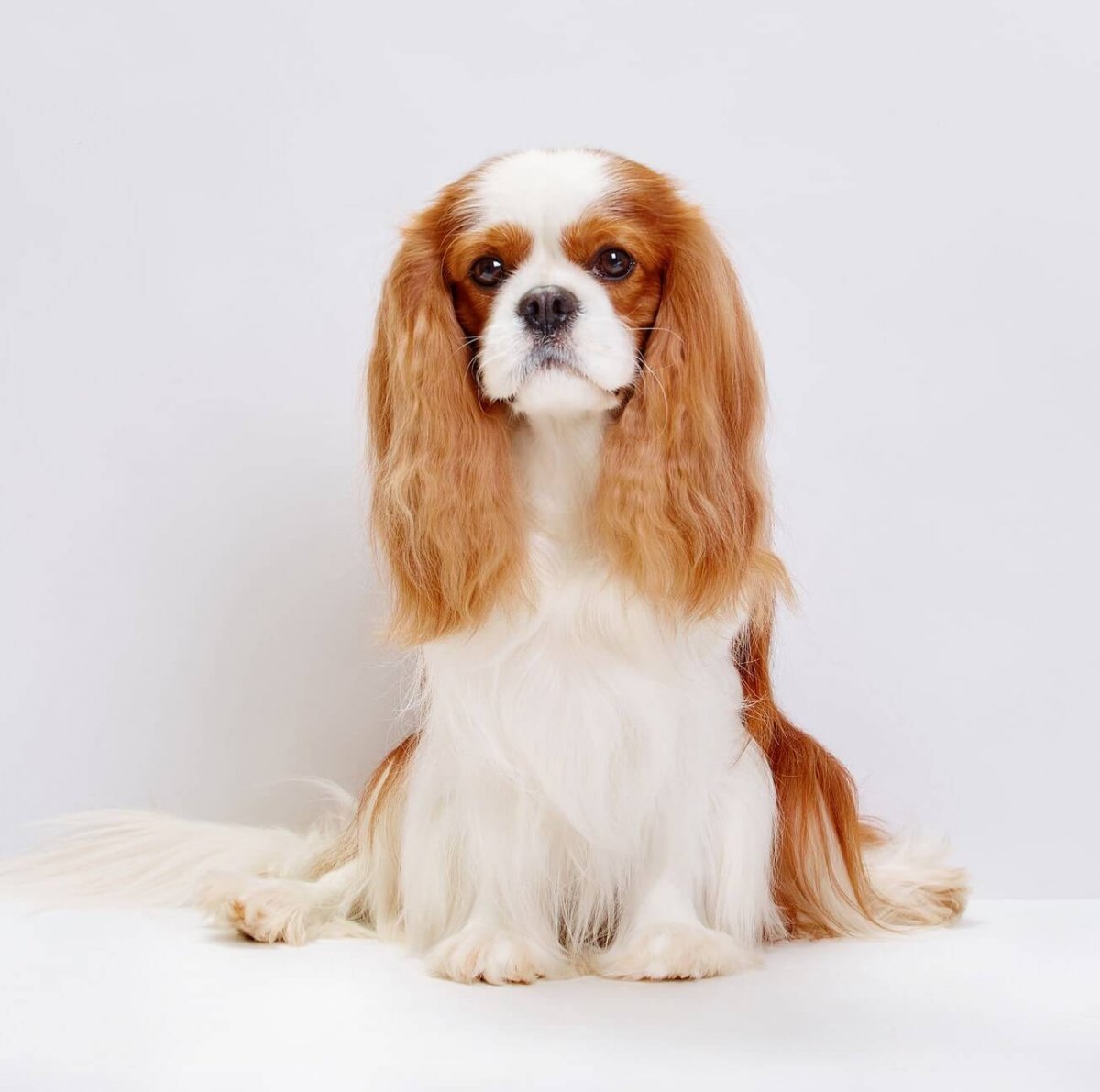 Щенки Кинг Чарльз спаниель карликовый