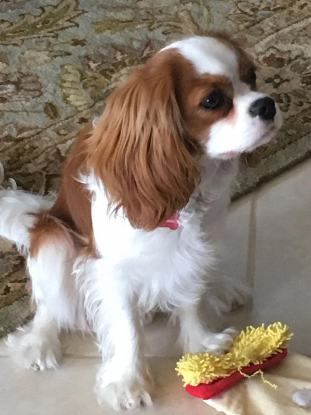 Кинг Чарльз спаниель Бородина