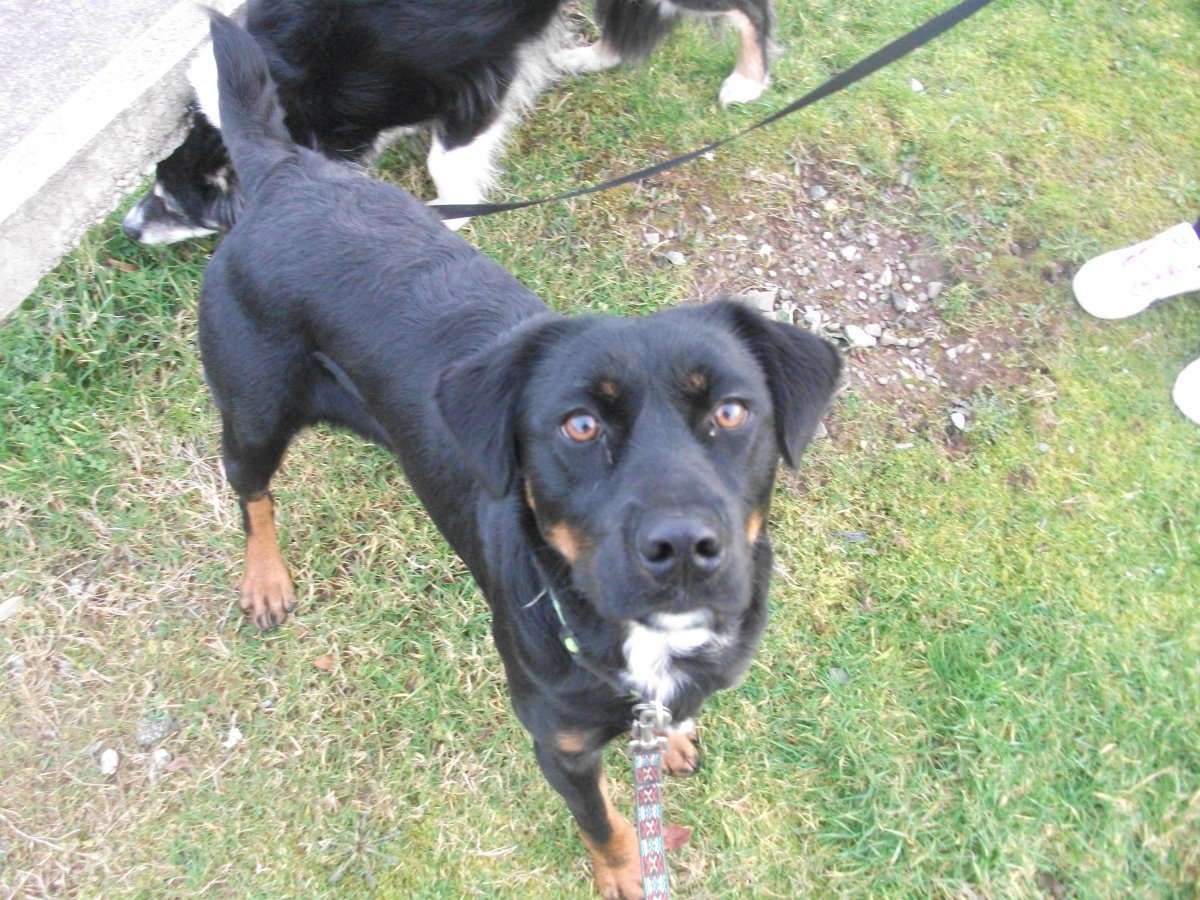 Метис ротвейлера и лабрадора