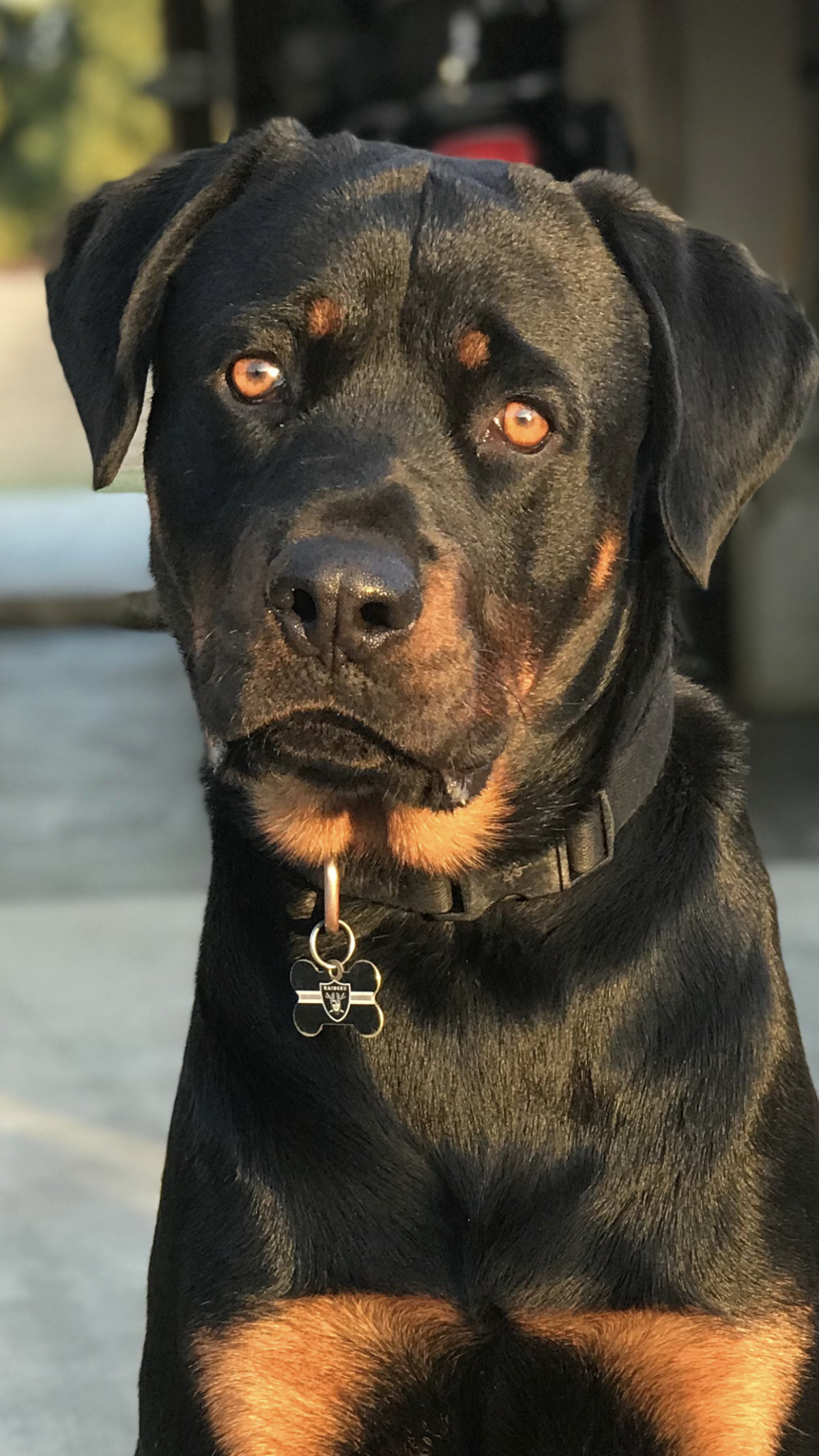 В Белгороде бородатые собаки в добрые руки