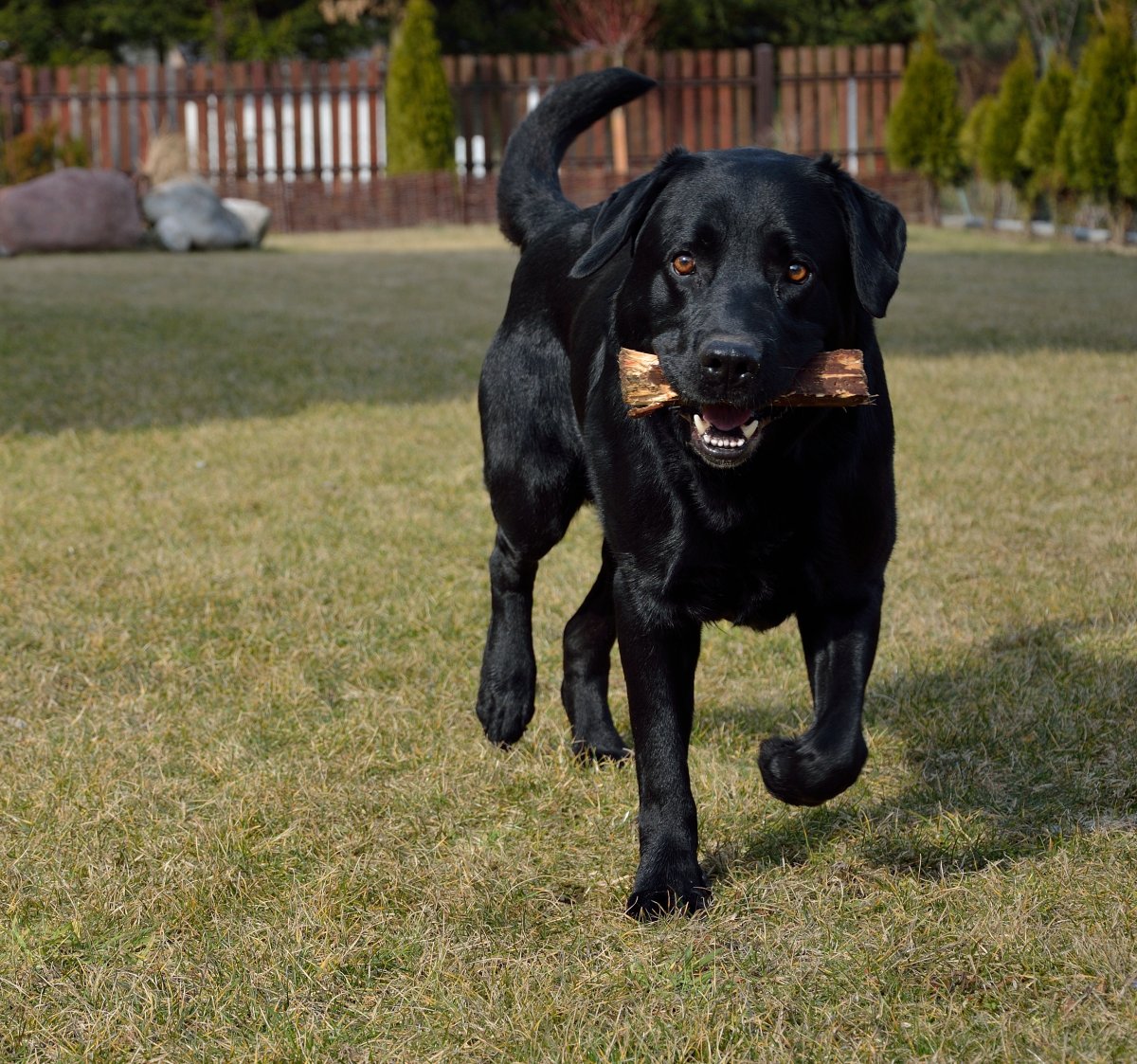 Помесь лабрадора и ротвейлера