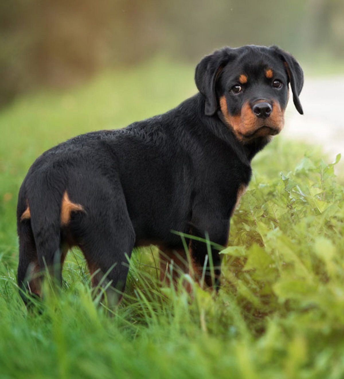 Лабрадор ретривер и ротвейлер