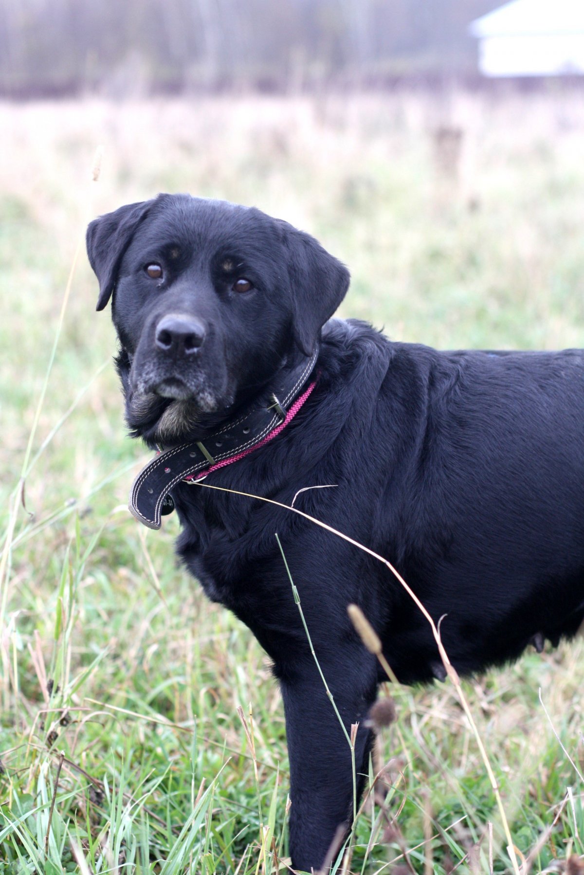 Ротвейлер взгляд