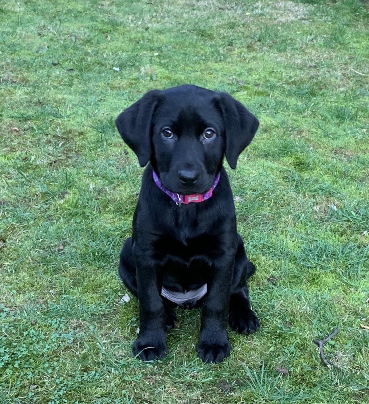 Лабрадор ротвейлер