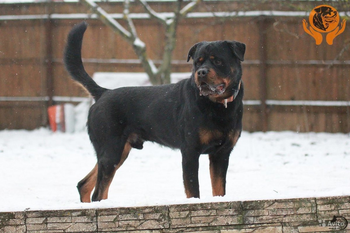 Ротвейлер дворняга