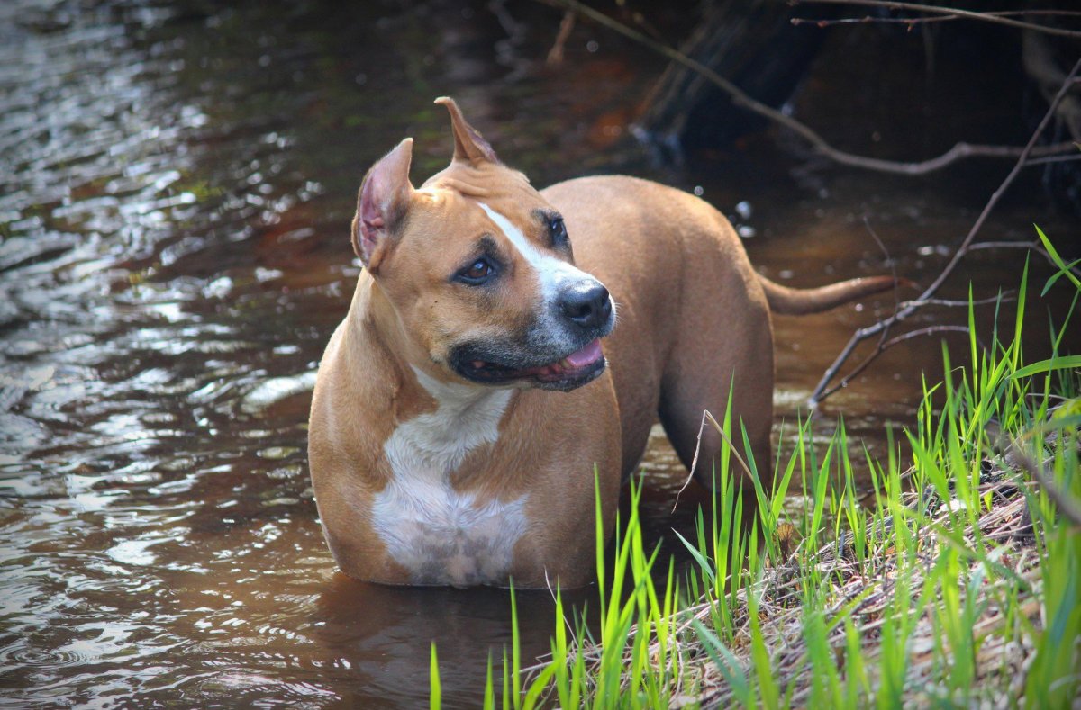 Собака стаффордширский терьер