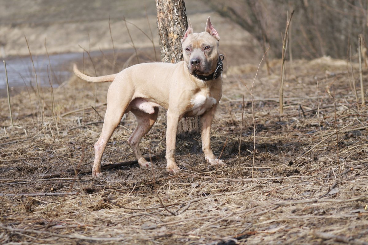 Собака американский стаффордширский терьер