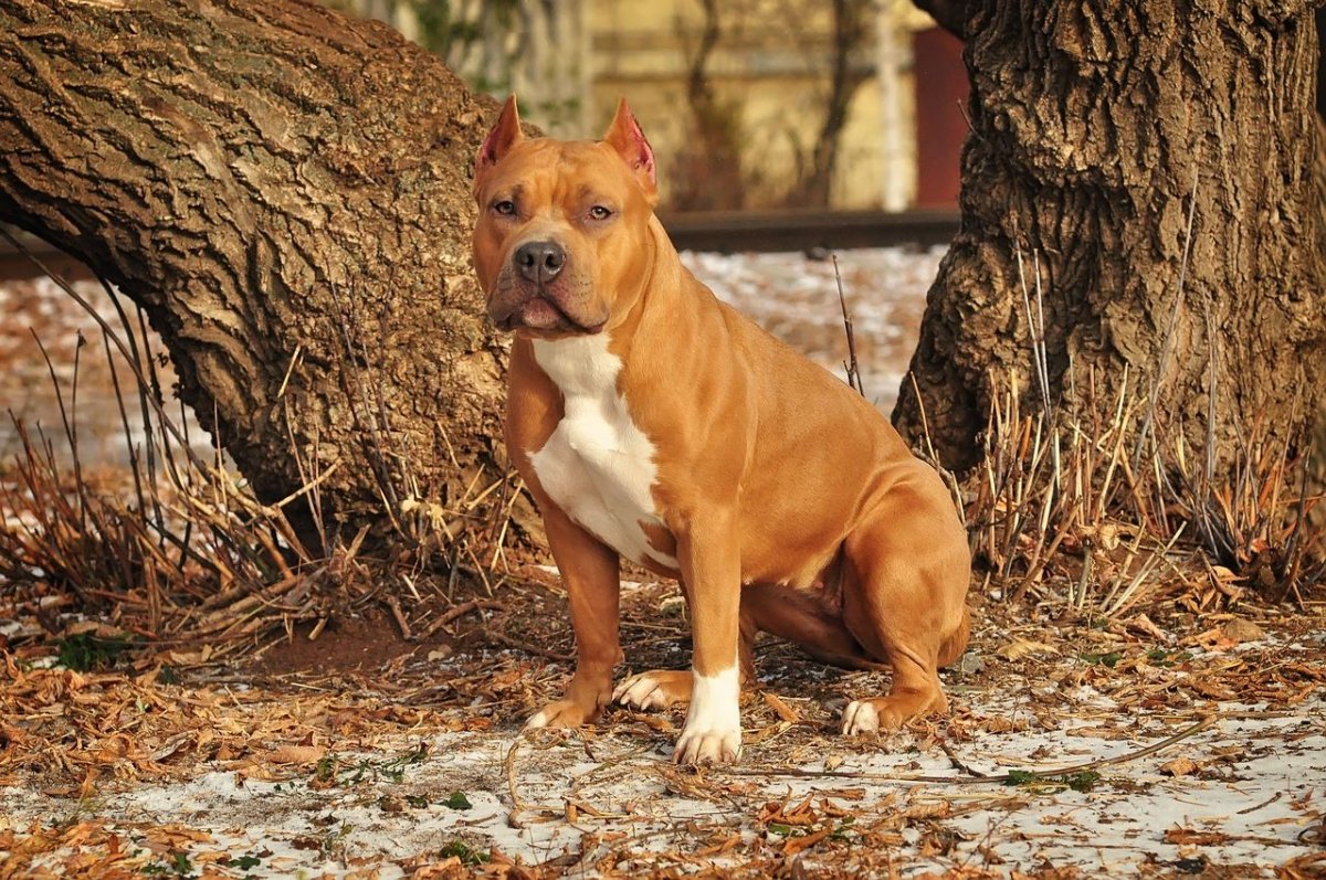 Американский стаффордширский терьер