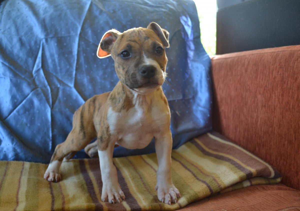 Американский стаффордширский терьер