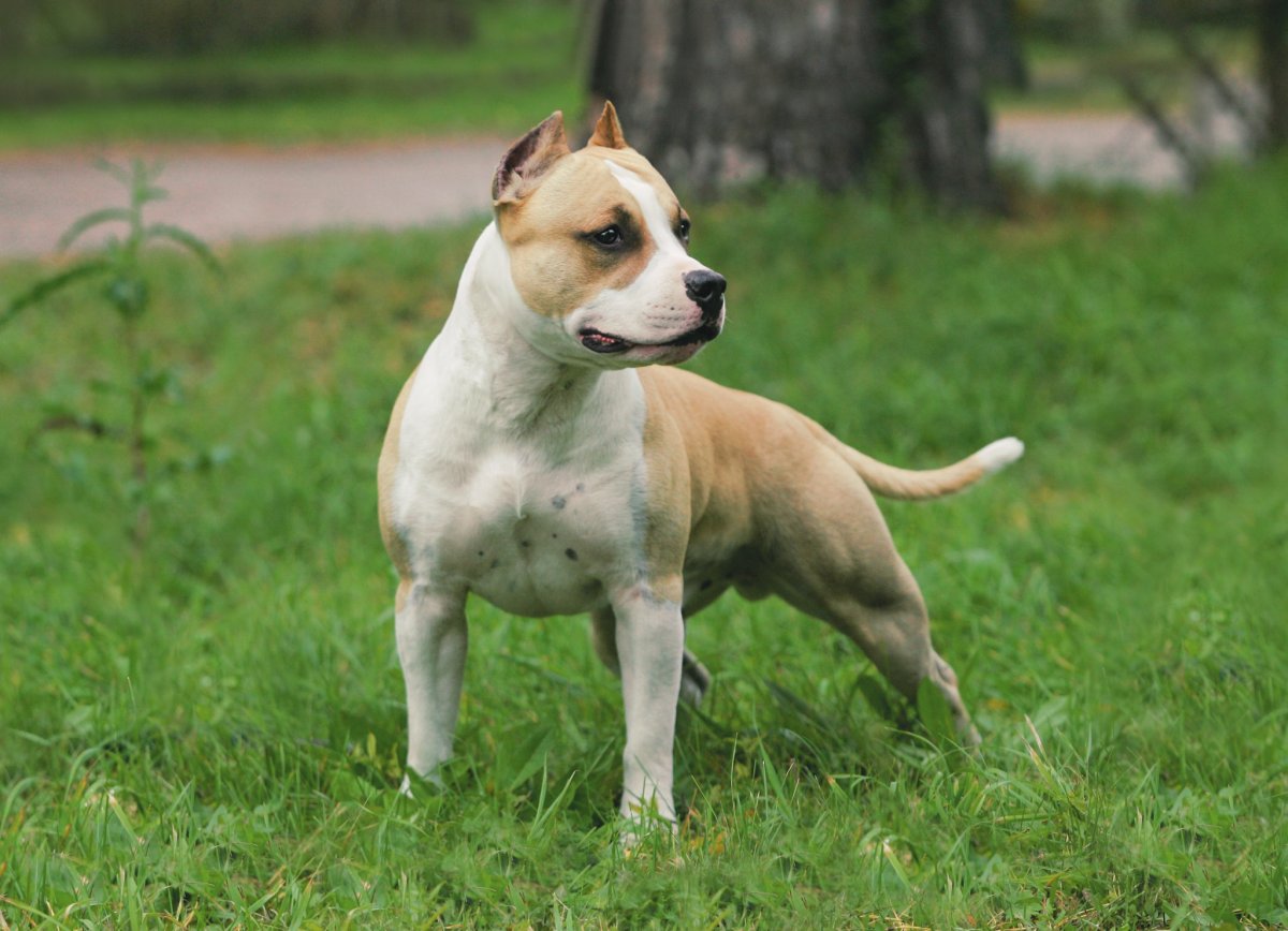 Американский стаффордширский терьер + боксер