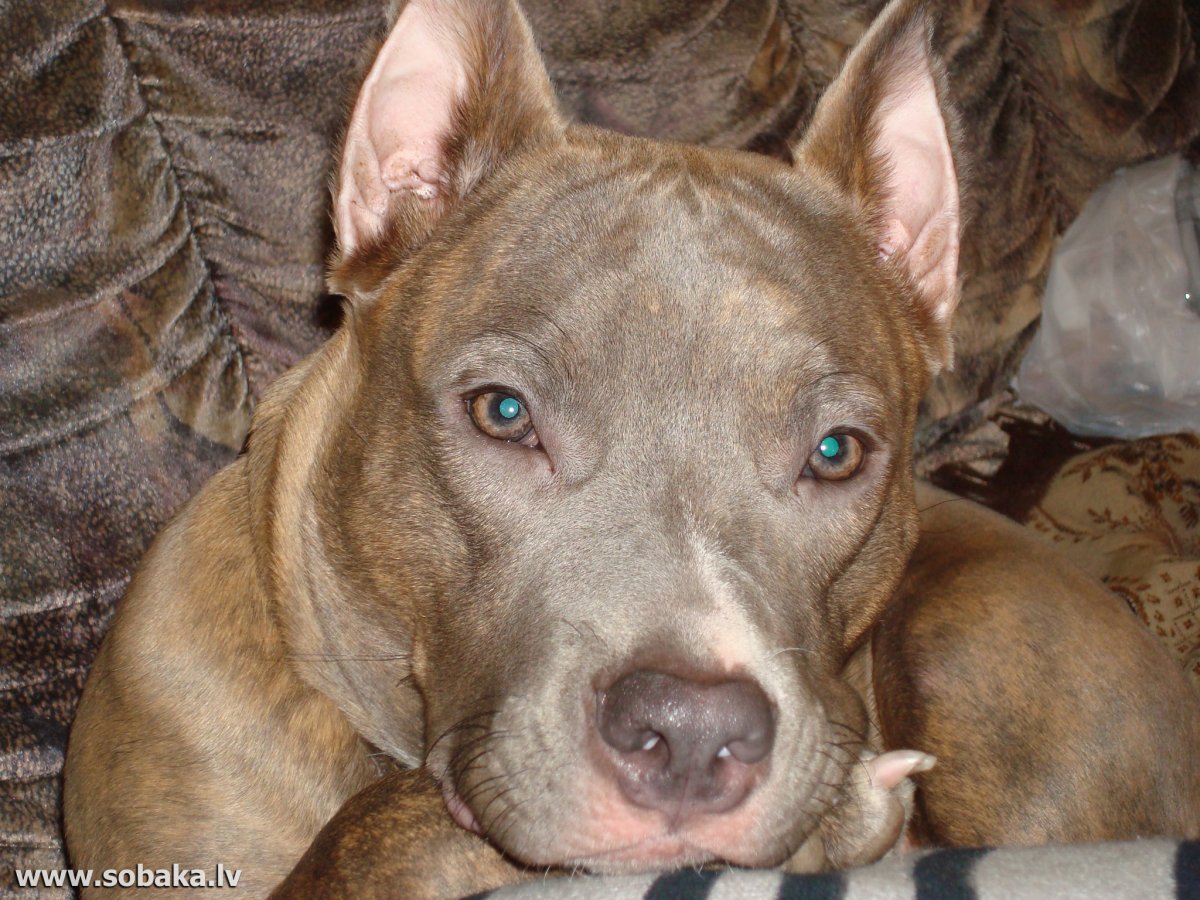 Американский стаффордширский терьер лиловый