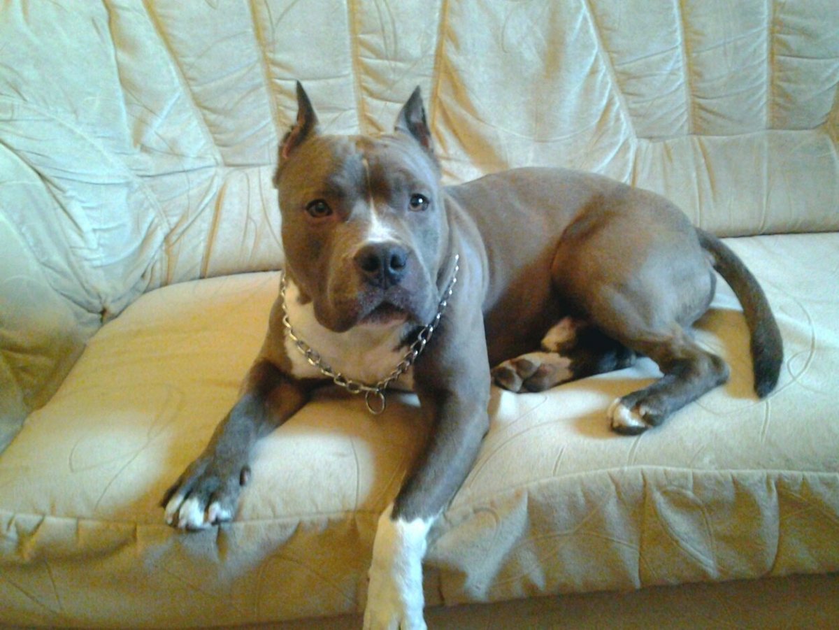 Еда для стаффордов