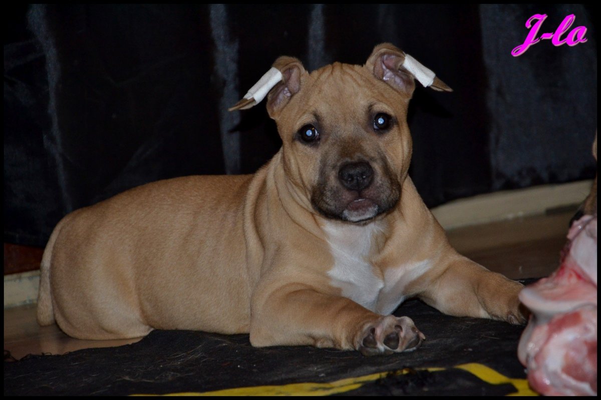 Американский стаффордширский терьер палевый