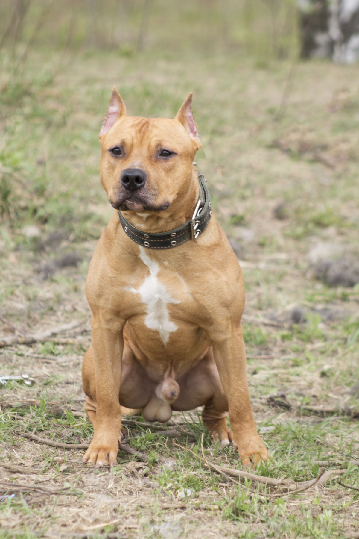 Американский стафф терьер тигровый