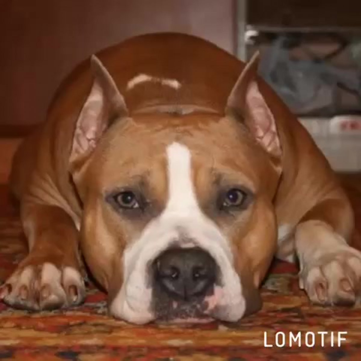 Стафоршиские терьер палевый