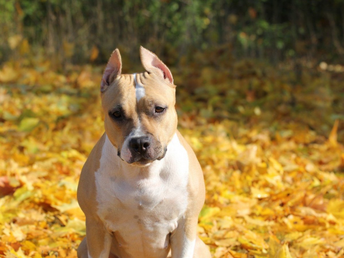 Американский стаффордширский терьер