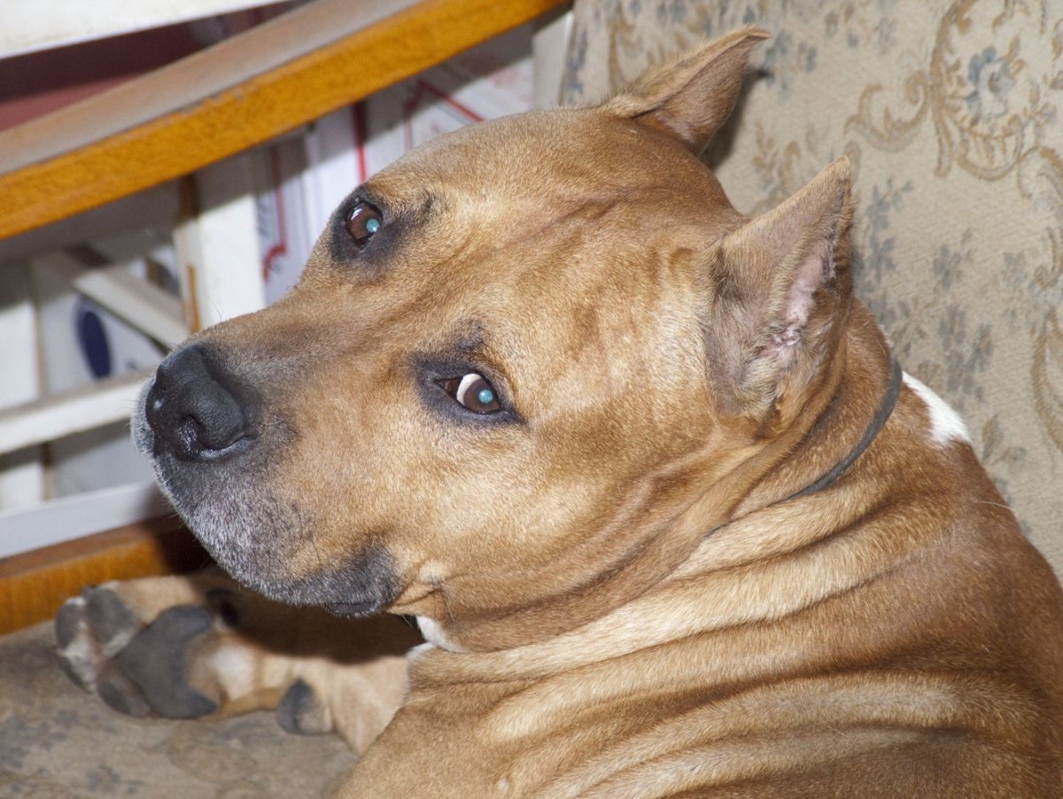 Амстафф палевый