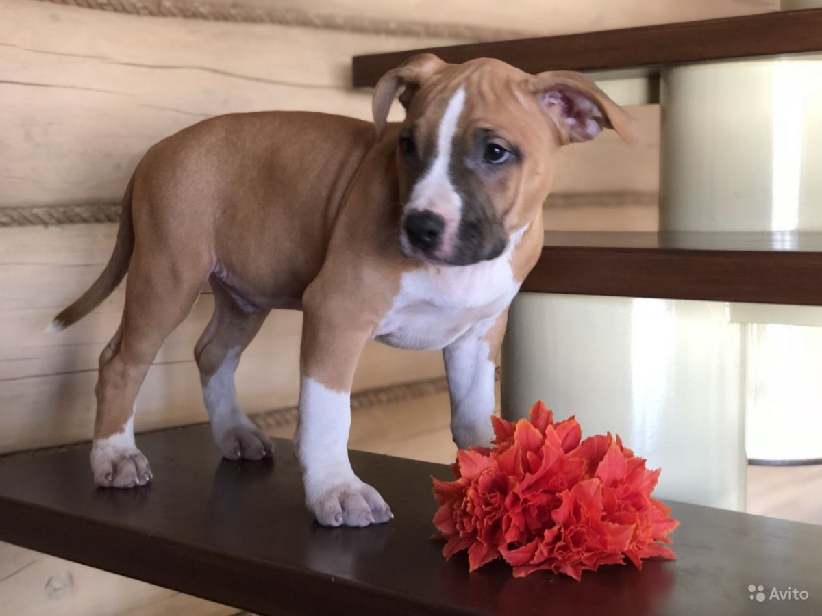 Американский Голден терьер